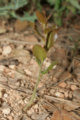 Quercus coccifera calliprinos