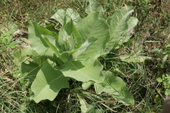 Centaurea babylonica