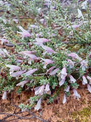 Prostanthera serpyllifolia microphylla