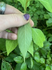 Campanulastrum americanum