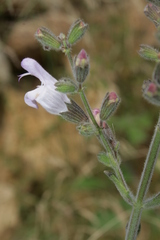 Salvia fruticosa
