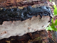 Australoporus tasmanicus