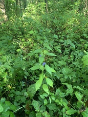 Campanulastrum americanum