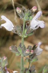 Salvia fruticosa