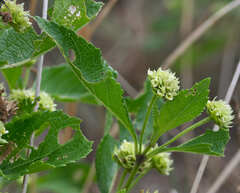 Lippia umbellata