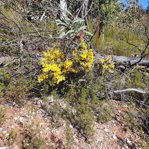 Image of Acacia buxifolia by (c) ronavery, some rights reserved (CC BY)