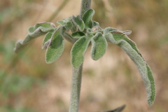 Salvia fruticosa
