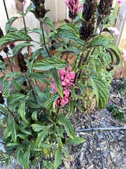 Justicia carnea