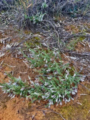 Prostanthera serpyllifolia microphylla