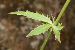 Eryngium falcatum