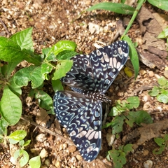 Hamadryas amphinome mazai