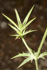 Eryngium falcatum