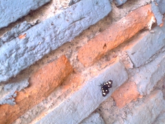 Alypiodes bimaculata