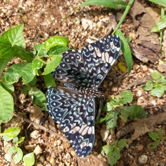 Hamadryas amphinome mazai