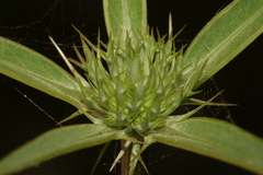 Eryngium falcatum