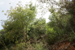 Quercus coccifera calliprinos