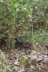 Ophrys fuciflora libanotica