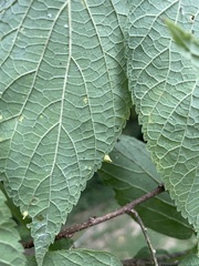 Celticecis spiniformis