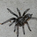 Cranial Horned Baboon Spider - Photo no rights reserved