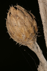 Centaurea babylonica