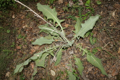 Centaurea babylonica