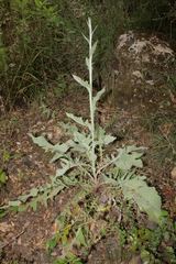 Centaurea babylonica