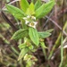 Ludwigia pilosa - Photo (c) Howard Horne, algunos derechos reservados (CC BY-NC), subido por Howard Horne