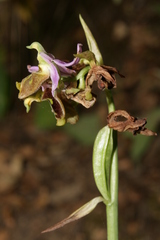 Ophrys fuciflora libanotica