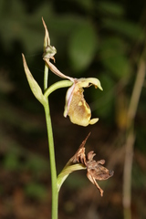 Ophrys fuciflora libanotica