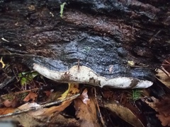 Australoporus tasmanicus