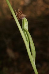 Ophrys fuciflora libanotica