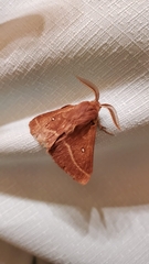 Lasiocampa trifolii