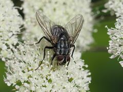 Billaea triangulifera