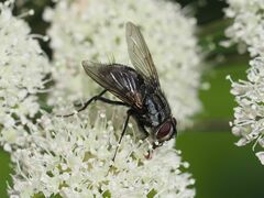 Billaea triangulifera