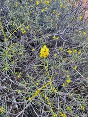 Acacia colletioides