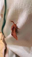 Lasiocampa trifolii