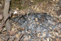 Quercus coccifera calliprinos