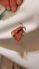 Lasiocampa trifolii