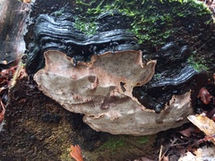 Australoporus tasmanicus