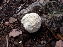 Mycenastrum corium