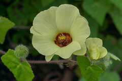 Pavonia cancellata