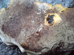 Australoporus tasmanicus