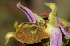 Ophrys fuciflora libanotica