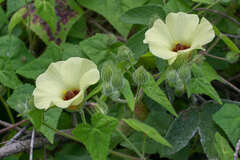 Pavonia cancellata