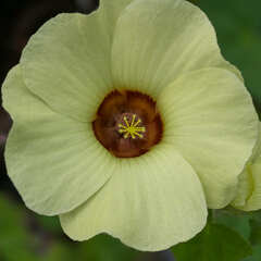 Pavonia cancellata