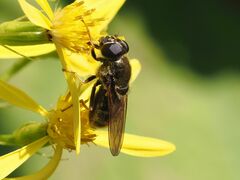 Cheilosia canicularis