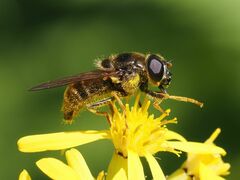 Cheilosia canicularis