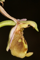 Ophrys fuciflora libanotica