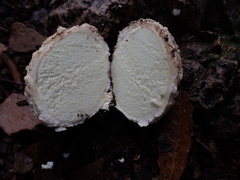 Mycenastrum corium