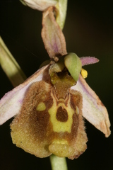 Ophrys fuciflora libanotica
